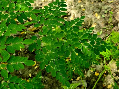 Closeup of Moringa Oleifera Leaves or Drumstick Tree Leaves, also know as Horseradish Tree