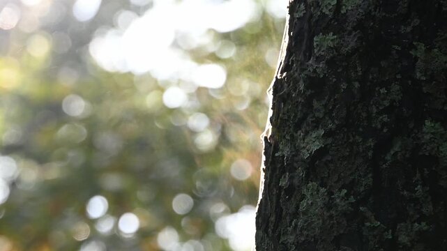 雨上がりの森、木漏れ日の玉ボケと立ち上る水蒸気