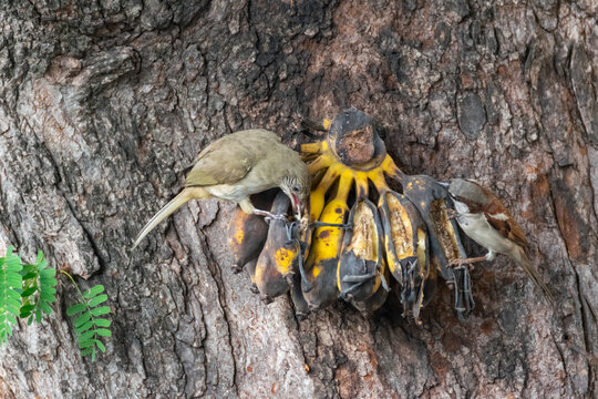 Streak eared bulbul sparrow feeding ripe bananas attached to tree bark highlighting natural bird behavior wildlife foraging tropical outdoor habitat