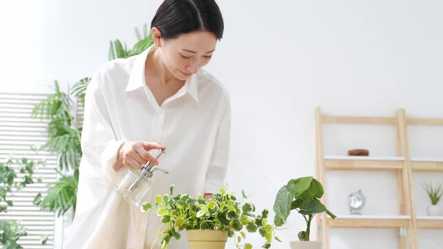 植物にスプレーする女性。ガーデニング、園芸、観葉植物、趣味、水やり、肥料、防虫、お手入れ、インドア