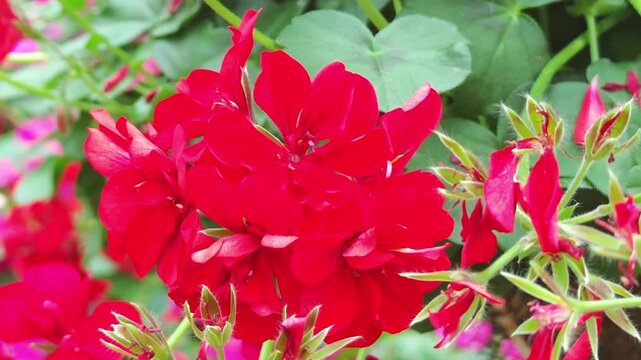 red geranium flowers and ivy, geranium