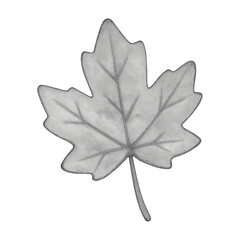 Fototapeta premium PNG Monochrome sketch maple leaf