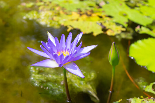 Purple water lily blooming above peaceful pond closed flower bud green lily pads creating natural tropical aquatic garden scene