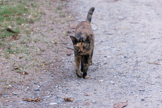 Tortoiseshell cat walking along dirt path outdoors natural light shallow depth of field calm mood rural setting earthy tones soft background blur