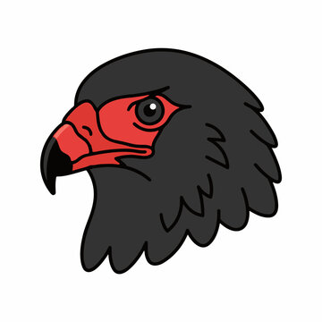 Dark bird of prey with distinctive red face mask