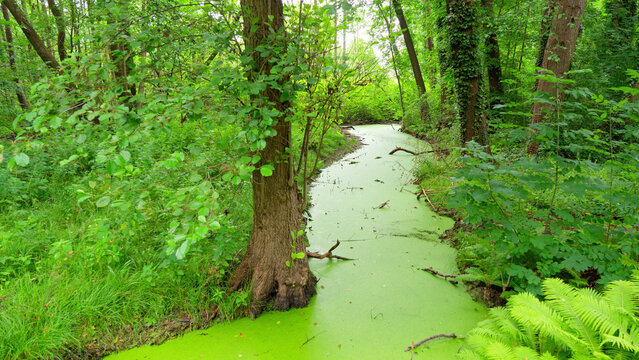 Am gr&uuml;nen Fluss