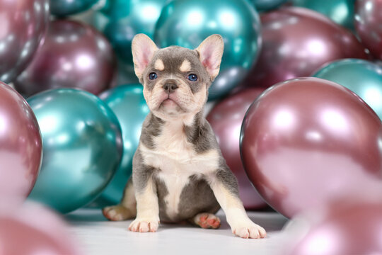 Cute 6 weeks young healthy French Bulldog dog puppy with husky markings and  colorful balloons in background
