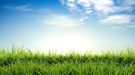 Fototapeta premium Fresh green grass field under a bright blue sky with soft white clouds sunshine landscape daylight environment background tranquil peaceful clearing atmosphere
