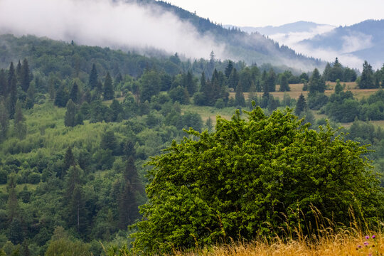 Rolling Carpathian hills fade into mist beyond a green bush in the foreground layers of trees and fields create depth while low clouds drift across a serene mountain valley