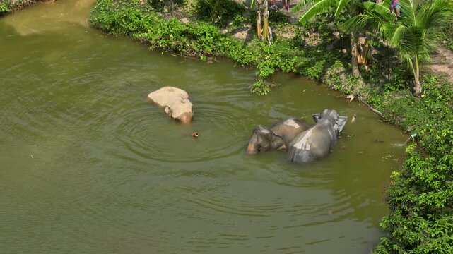 Koh Lanta elephants sanctuary, animals bathing in a natural river, splashing water and cooling down on a sunny day, showcasing wildlife conservation and tropical nature. Travel and explore Thailand
