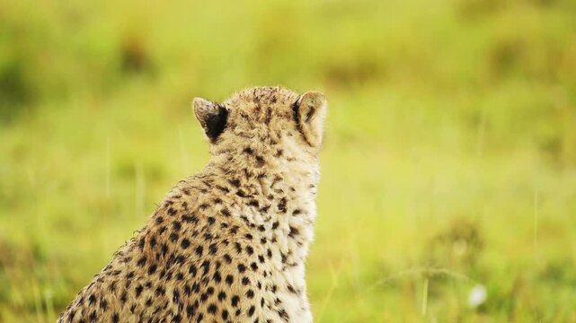 Wild cheetah sitting in green savanna grass, majestic African predator looking at the horizon, spotted wild cat in natural safari habitat