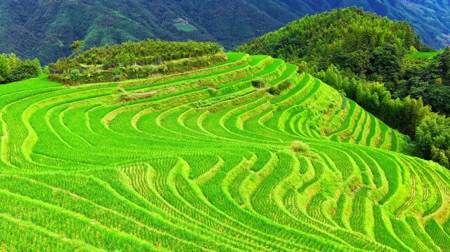 Lush green terraced rice fields cascade down the hillsides of Longsheng in Guilin, Guangxi, China, showcasing a dramatic agricultural landscape.
