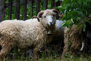 Horned ram with shaggy fleece stands by a rustic wooden fence A metal bell hangs at its neck as the sturdy sheep pauses in the green shade of a quiet farm corner © Chornogirskyi