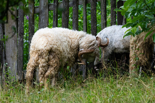 Two horned sheep press heads by a rustic wooden fence in a damp meadow after rain. Their curled fleeces look heavy and tangled as they forage together among tall grass and leafy shade.