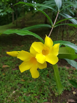 Vibrant yellow Allamanda flowers blooming in a lush green garden