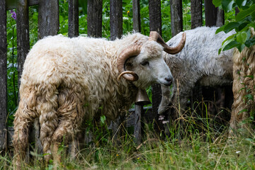Curly horned ram with a metal bell stands by a weathered fence in lush grass. Damp fleece clings to its body while it scans the meadow and waits for the flock in quiet shade. © Chornogirskyi