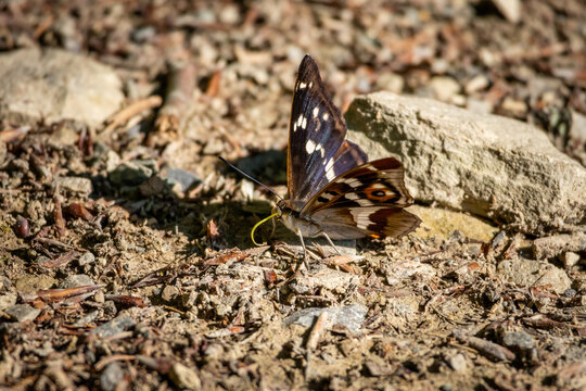Purple emperor butterfly rests on sunlit gravel with wings partially raised. Subtle violet sheen and orange eyespots contrast with stones. A quick pause in the life of a fast woodland insect.