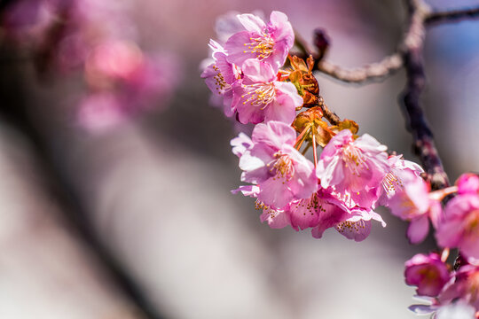 Kawazu cherry blossom flowers with copy space against a soft blurred background in Japan