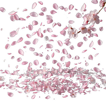 Pink cherry blossom petals falling on black background