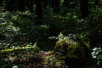 Obraz premium A dim forest understory reveals glints of sun on moss and ferns while shadows pool between trunks. The moody scene evokes quiet solitude and the hidden life of a mature woodland.