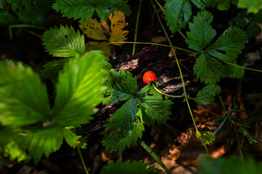 Wild strawberry shines like a jewel in a pocket of light amid deep forest shade. Surrounding leaves form a natural frame while the bright fruit suggests sweetness and discovery.