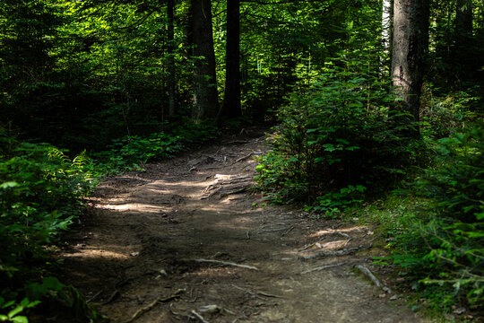 A rugged mountain trail winds through quiet evergreens. Roots and stones surface on the path while patches of sun guide the way. The inviting scene suggests adventure and calm exploration.