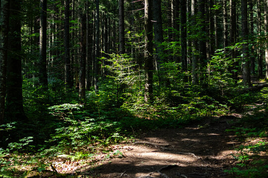 Sunlit patches brighten a winding path through tall pines. Slender trunks and lush undergrowth shape a serene corridor inviting walkers and photographers deeper into the cool forest.