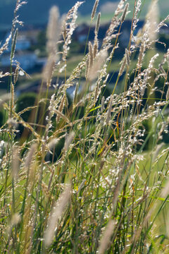 Graslandschaft