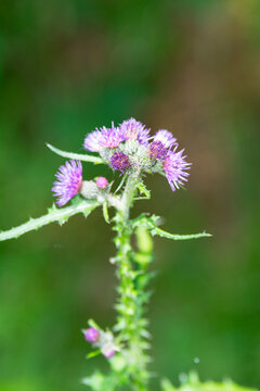 Distelbl&uuml;te