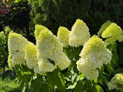 Hydrangea paniculata white green blooming shrub.