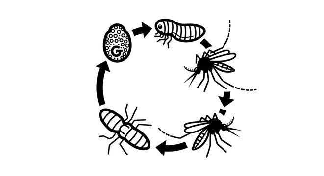Cockroach Life Cycle Stages Insect.