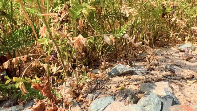 Busy ant colony scurries through dry grass and rocky ground