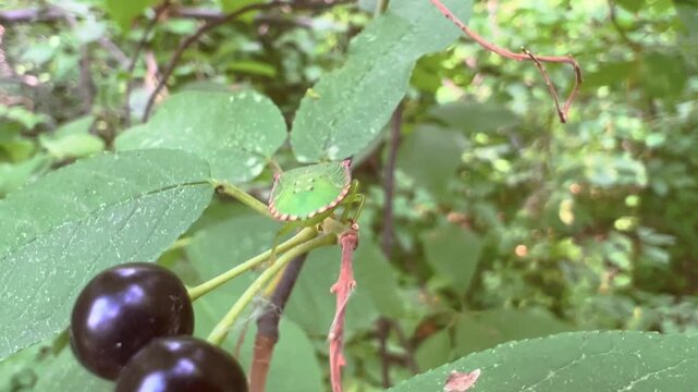 Green shield bug crawls beside two ripe bird-cherries on leafy branch