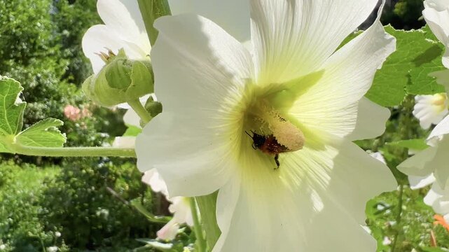 Bumblebee gathers pollen inside a large white mallow flower
