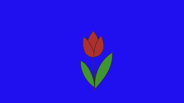 Red tulip flower with green leaves green screen chromakey background 2d animated cartoon animation scene element clip visual frame sequence theme scene element  