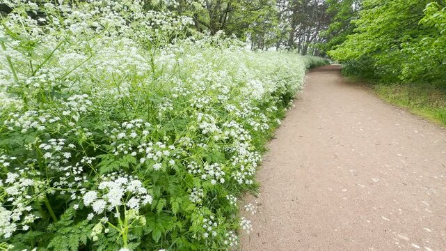 A thick wall of white cow parsley flowers grows beside a peaceful dirt trail. The vibrant green trees and soft blossoms create a refreshing, calm, and joyful mood in the woods.