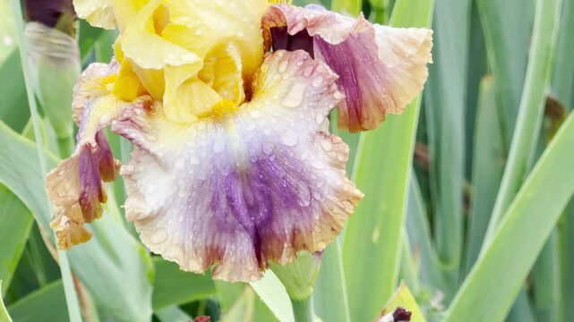 A gorgeous bearded iris flower displays stunning yellow and purple petals covered in morning dew. This exquisite blossom inspires a feeling of serene hope and majestic wonder in the green garden.