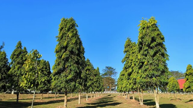 false ashoka trees swaying gently in the soft breeze under blue sky 