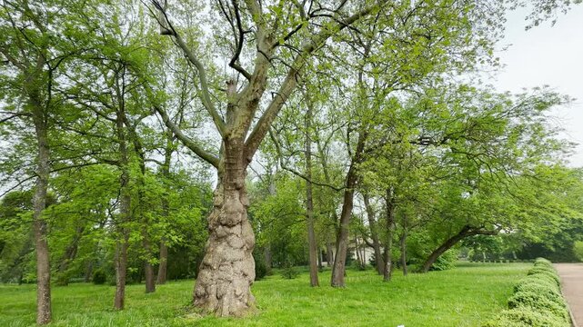 A massive, gnarled sycamore tree stands proudly amidst lush green grass in an open park. The vibrant spring foliage creates a peaceful, refreshing atmosphere that evokes a sense of calm and wonder.