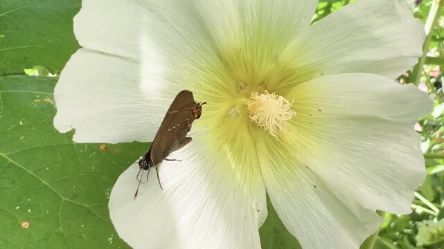White letter hairstreak butterfly feeds inside a large white hollyhock flower