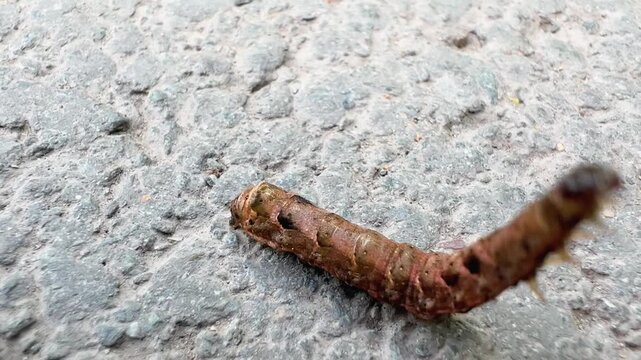 Large yellow underwing caterpillar crawls across rough gray concrete surface