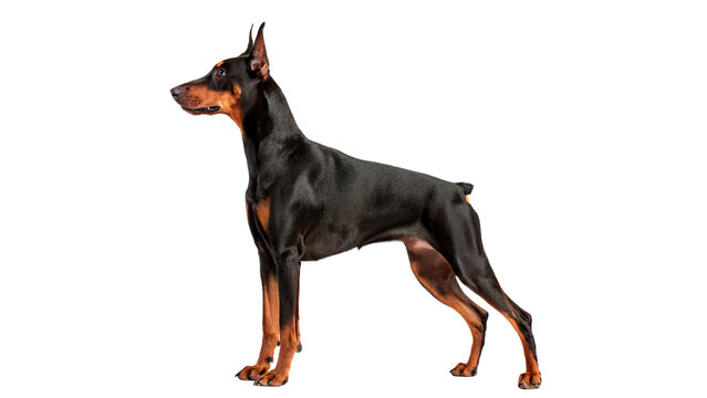 Purebred black doberman pinscher dog standing alert isolated on transparent background for pet security
