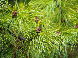 Cedar branches with long fluffy needles with a beautiful blurry background. Cedar branches with fresh shoots in spring. © Dmitrii Potashkin
