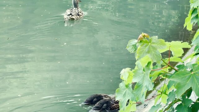 Two tiny ducklings swim eagerly near a leafy concrete bank while their mother guides them from ahead. This tender journey creates a heartwarming feeling of youthful curiosity and secure guidance.