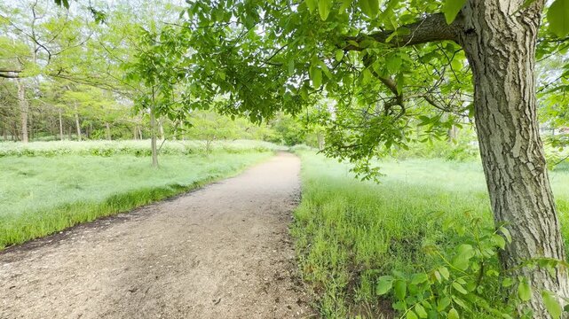 A sturdy walnut tree extends its leafy branches over a quiet dirt trail cutting through tall green grass. This lovely woodland path offers a deeply calming, restful, and comforting escape.