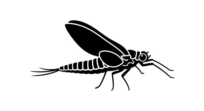 Black and white mayfly insect drawing.