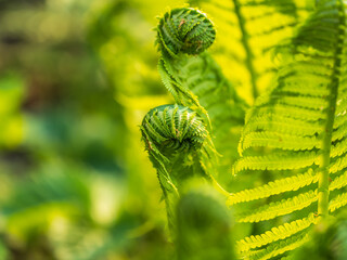 Natural green young ostrich fern or shuttlecock fern © Dmitrii Potashkin