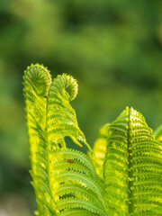 Natural green young ostrich fern or shuttlecock fern © Dmitrii Potashkin