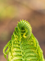 Natural green young ostrich fern or shuttlecock fern © Dmitrii Potashkin
