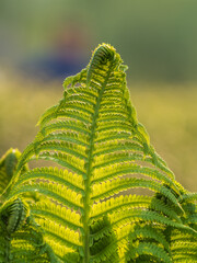 Natural green young ostrich fern or shuttlecock fern © Dmitrii Potashkin